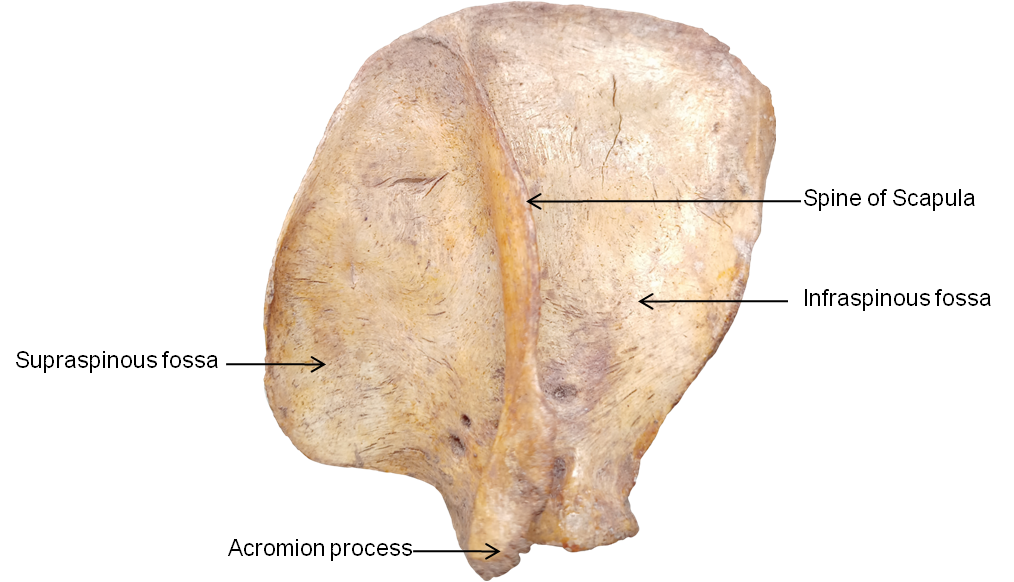 Left scapula of binturong (Lateral aspect)