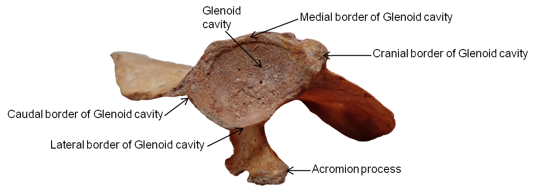 Left Glenoid cavity of binturong (ventral aspect)