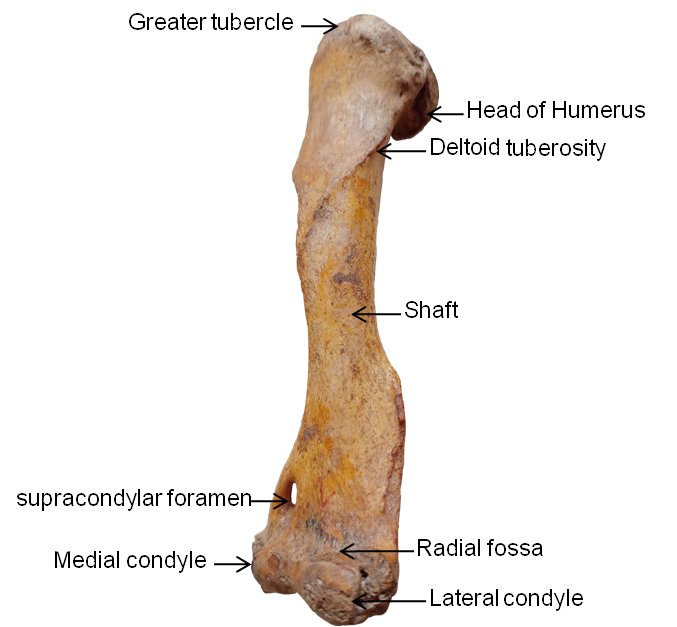 Left humerus of Binturong (Cranio-lateral aspect)