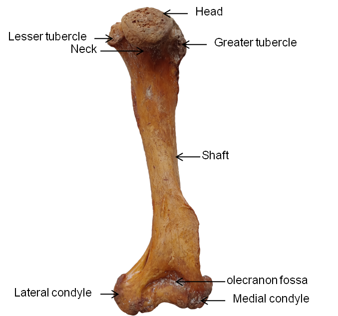Right humerus of Binturong (Caudo-medial aspect).