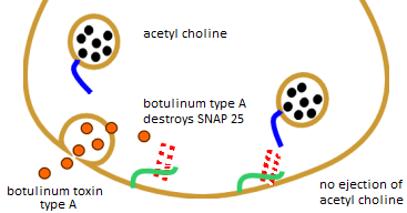 Botulin toxin at cholinergic nerve terminals1
