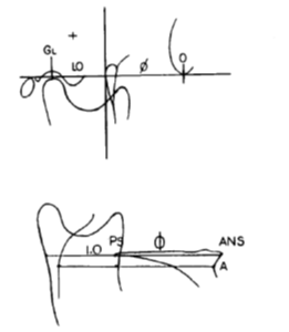(1) & (5) ANS-PNS to depth of nasopharynx and point A-PNS- to posterior border of the neck of the condyle