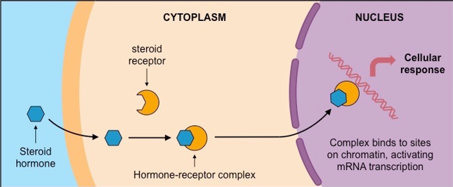 Molecular action of steroid 