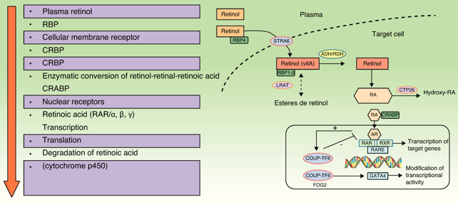 Action of Retinoic acid 