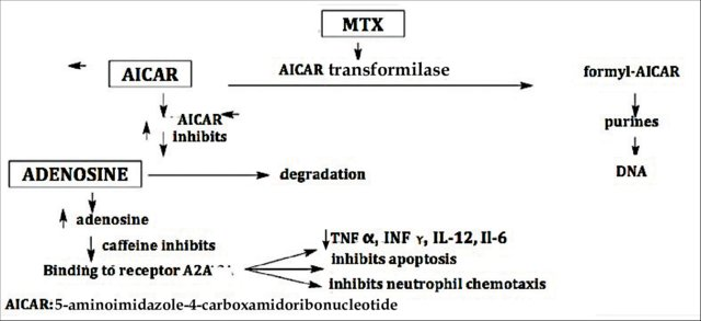 Methotrexate action 