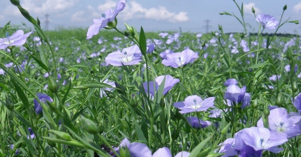 Flax Seed Plant