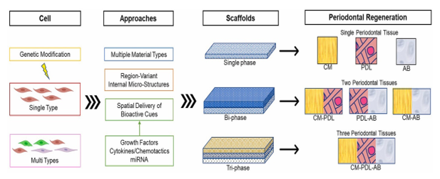 Approaches for scaffold-based periodontal tissue regeneration in recent published studies from 2015 to 2020 (CM: cementum, PDL: periodontal ligament, AB: alveolar bone).