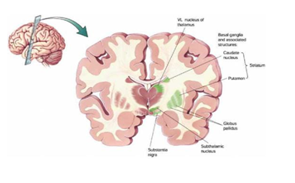 Structure of subthalamic nucleus