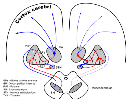 Five different (D1–D5) DA receptor - loops in Parkinson`s disease