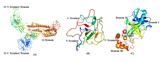 PDB structures of the following SARS-CoV proteins: (A) Spike protein; (B) Nucleocapsid protein; (C) Main protease
