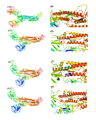 The molecular docking of SARS-CoV-2 Spike (S) protein S1 subunit interaction with ligands. (A, C, E, G) The putative binding site of BS and 24-BC 24-Epi and HOC on SARS-CoV2 protein 3-D ribbon structure of SARS-CoV2 protein. (B, D, F, H). The interacting amino acid residues of SARS-CoV-2 with BS, 24-BC, 24-Epi and HOC.