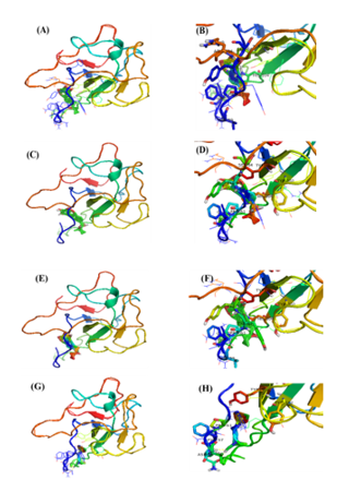 The molecular docking of SARS-CoV2 Nucleocapsid protein interaction with ligands. (A, C, E, G) The putative binding site of BS and 24-BC 24-Epi and HOC on SARS-CoV2 protein 3-D ribbon structure of SARS-CoV2 protein. (B, D, F, H). The interacting amino acid residues of SARS-CoV-2 with BS, 24-BC, 24-Epi and HOC.