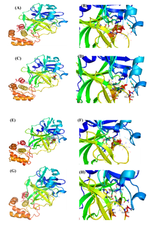 The molecular docking of SARS-CoV2 Main protease protein interaction with ligands. (A, C, E, G) The putative binding site of BS and 24-BC 24-Epi and HOC on SARS-CoV2 protein 3-D ribbon structure of SARS-CoV2 protein. (B, D, F, H). The interacting amino acid residues of SARS-CoV-2 with BS, 24-BC, 24-Epi and HOC.
