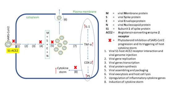 Schematic illustration of the proposed mechanism of action of phytosteroids against COVID-19 prophylaxis. Phytosteroids may have multiple levels of mechanism of action. They may prevent viral entry into the host by preventing binding of viral subunit-S1 with ACE2 receptor. mechanism in inhibition of virus’ host entry and multiplication. If the virus is able to bypass this inhibition, these phytosteroids may prevent viral multiplication by inhibiting protein synthesis and vial components assembling. In case, the second level of defence also fails, the virus may trigger upregulation and activity of pro-inflammatory cytokines resulting in cytokine storm. Phytosteroids may attenuate this cytokine storm as the last resort to overcome manifestations of SARS-CoV2 infection.