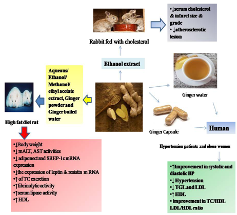 Diagram depicting the cardio-protective effect of ginger