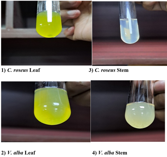 Mayer’s test of catharanthus roseus and Vinca alba Leaf and Stem Extract.