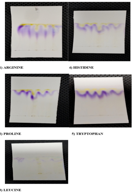 Thin Layer Chromatography of Catharanthus roseus and Vinca alba Leaf and stem extract