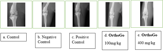 Knee-radiographic examination of different treatment groups