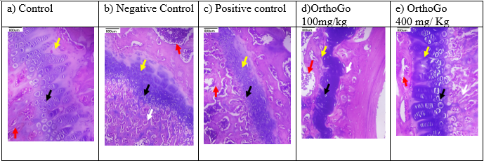 Histopathology of knee osteoarthritis in different treatment groups