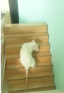 Staircase test to assess the climbing ability
