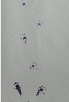 Foot print method to assess the gait in rats