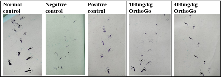 Gait test: Foot prints impression of rats in different treatment groups