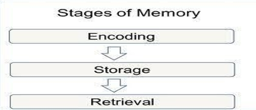 Stages of memory