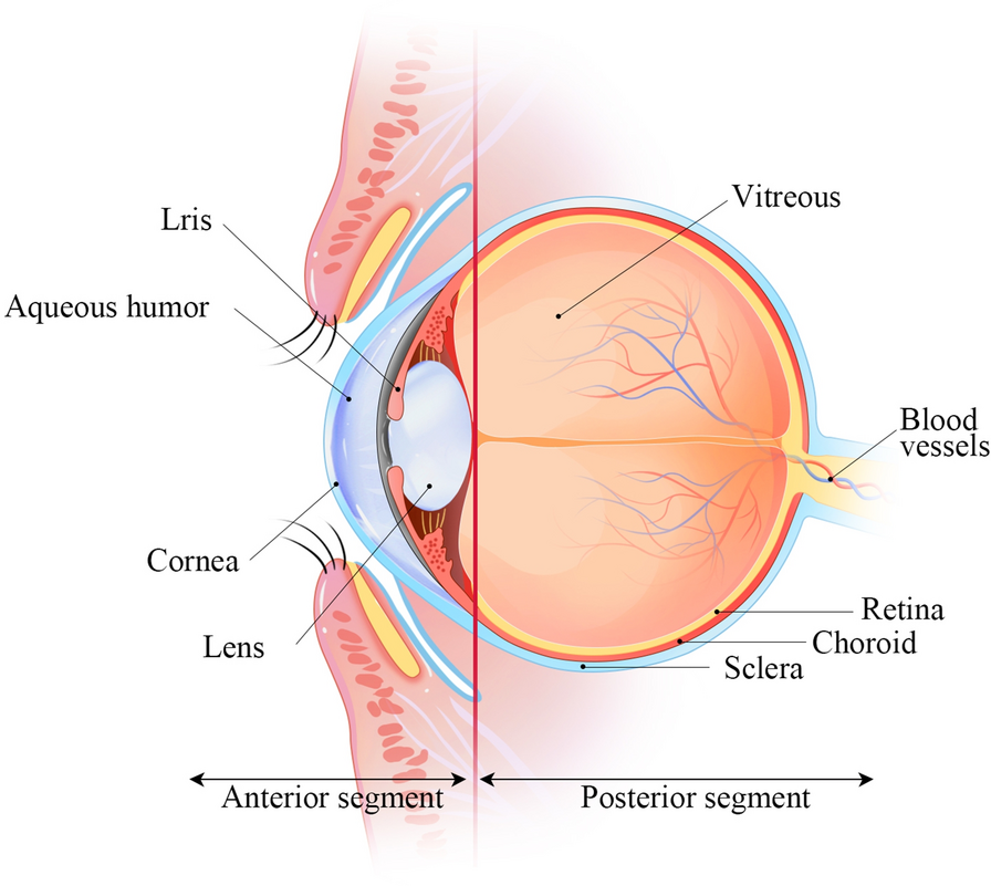 The anatomy of eye.