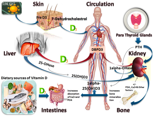 Showing the Vit D metabolism