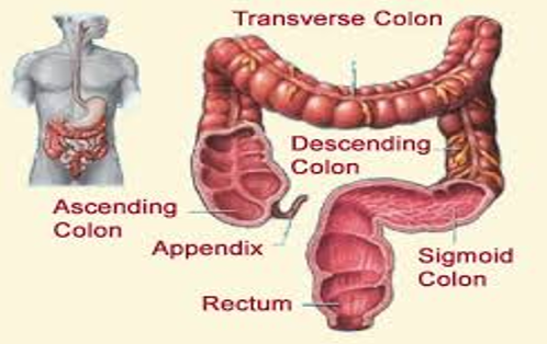 Human colon