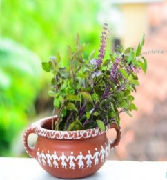 Tulsi