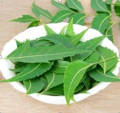 Neem