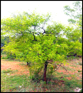Senegalia chundra plant
