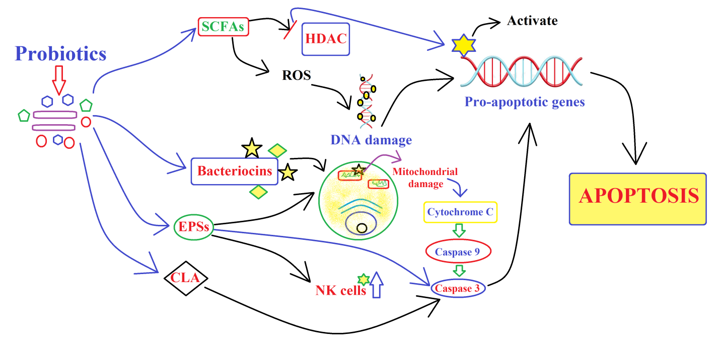 Antioncogenic potential of different probiotic secretions