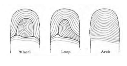 Fingerprint patterns.