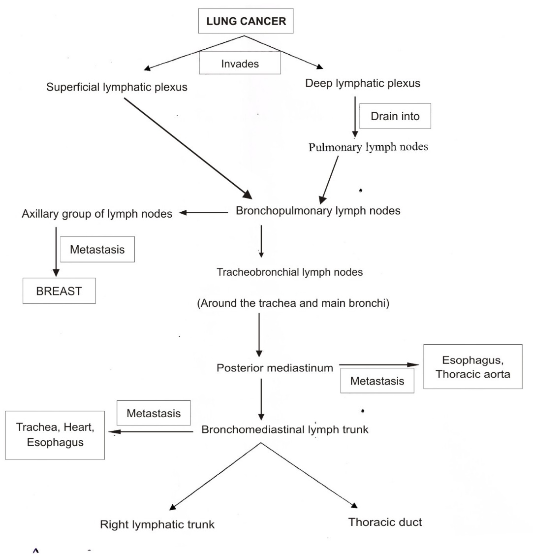Lymphatic spread of lung cancer