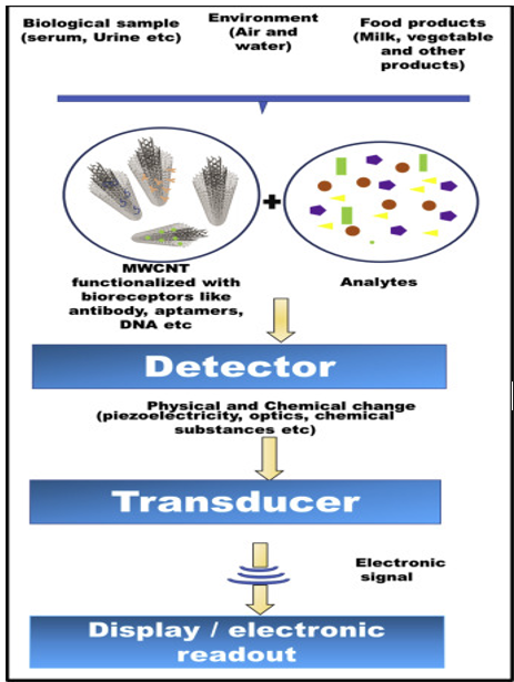Illustration of integration of MWCNTs in biosensorassembly.15, 16, 17, 18