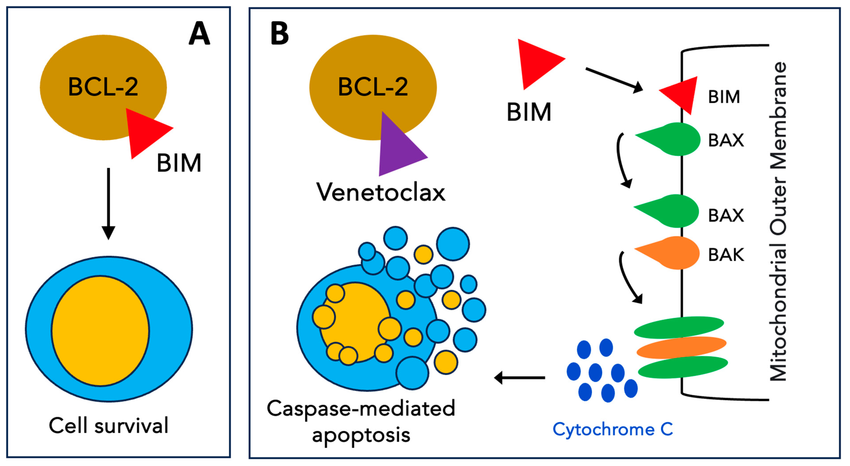 Mode of action of Venetoclax