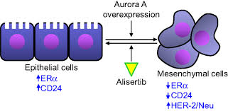 Mode of AAK inhibition