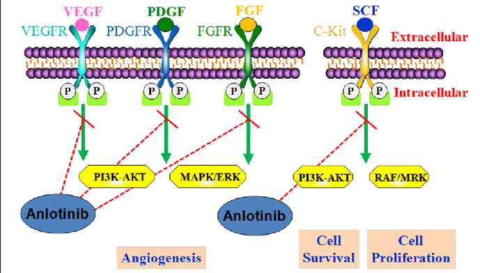 Actions of anlotinib
