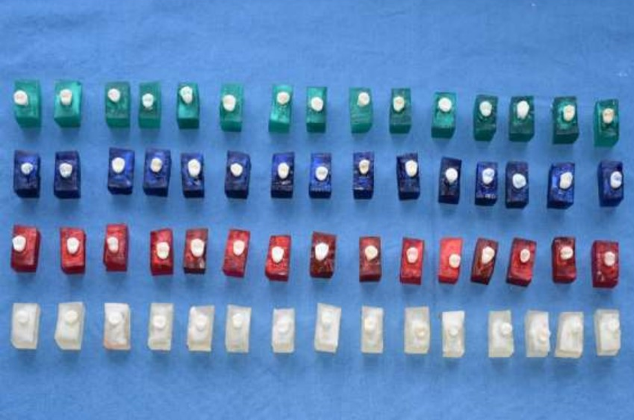 Teeth divided into four groups