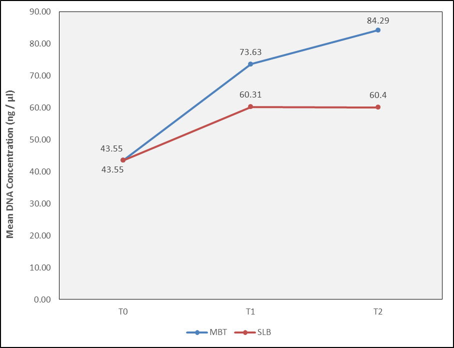 Comparison  of  mean  DNA  concentration (ng/  µl) of  P.  gingivalis  between  time intervals in MBT  and SLB system.
