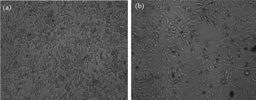 Cytotoxicity images of (a) control and (b) 1000 µg/ml.