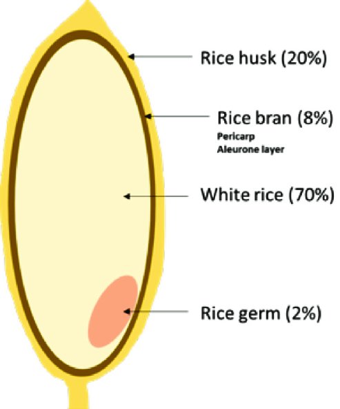The structure of rice grain 