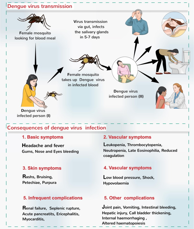 Infection with the dengue virus and its effects.16