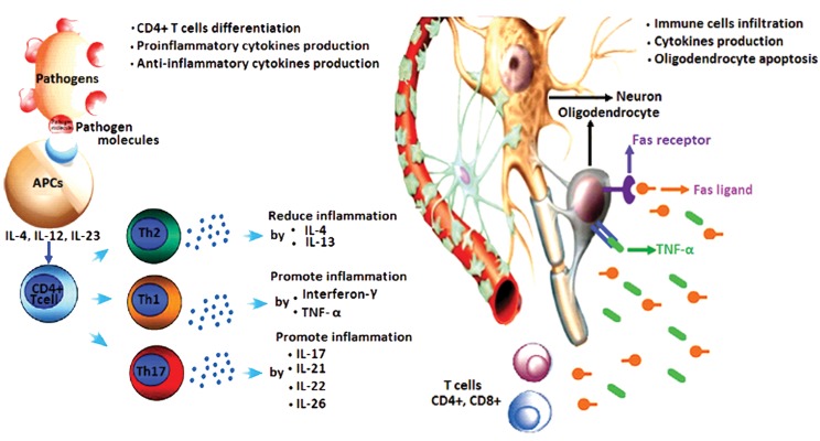 Pathogenesis of multiple sclerosis with immune cell and their cytokines