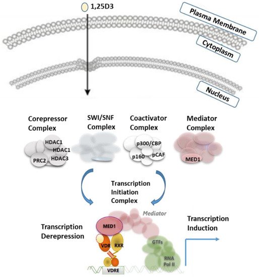 The formation of vitamin D and its effect on transcription.43