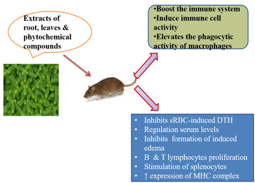 Immunomodulatory effects of P. niruri