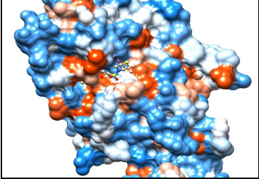 A shape complementarity strategy is demonstrated in docked adducts. The surface structure characteristic of the ligand and target in this case facilitates their molecular interaction 