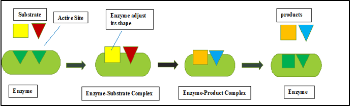 Induced fit model/Rigid docking